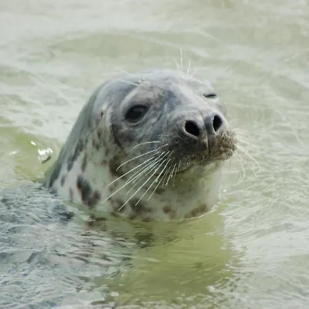 Roompot Kustpark Texel דה קוח