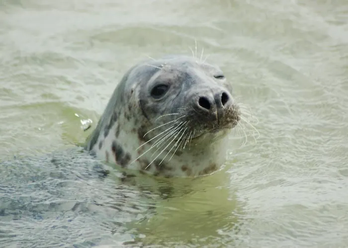 Roompot Kustpark Texel De Koog (Texel)